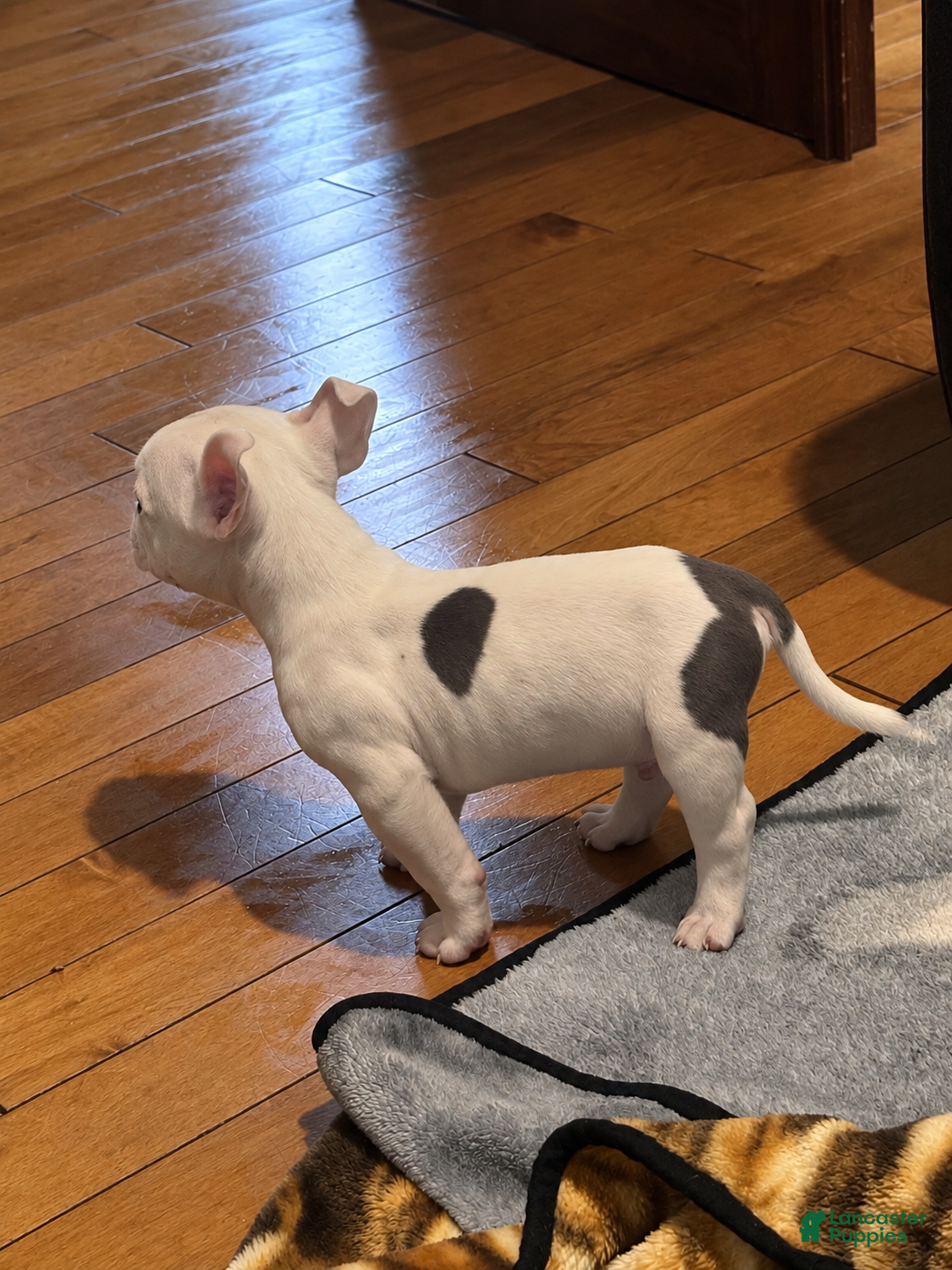 American Bully dogs for sale: American Bully 1 - Ad 4