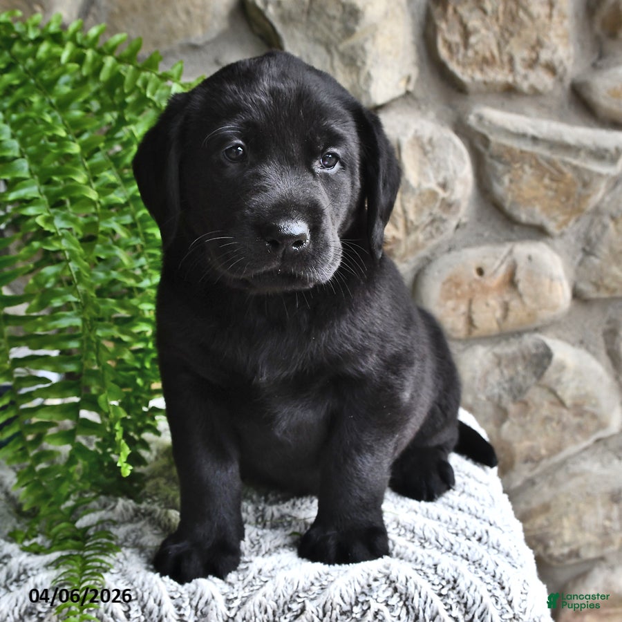 Labrador Retriever dogs Ginger - Ad 2