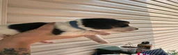 Mixed Breed dogs for sale: Mako - Ad 5