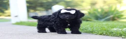 Cavapoo dogs for sale: Juniper - Ad 7