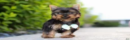 Yorkshire Terrier dogs for sale: Mitchell - Ad 9