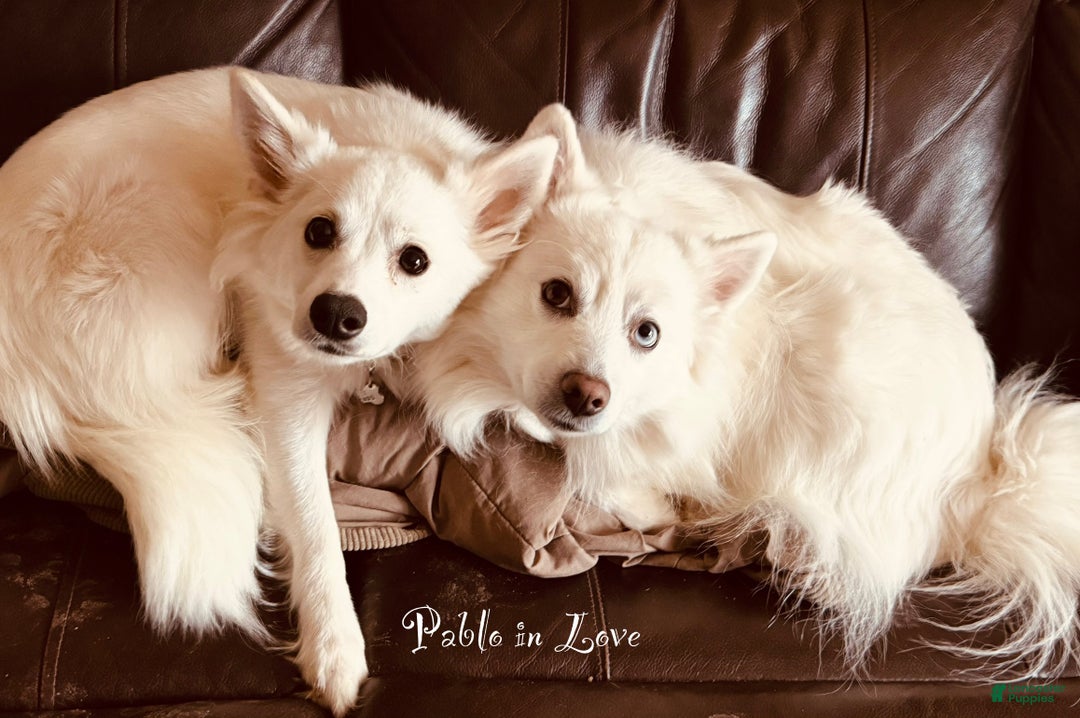 American Eskimo dogs for sale: Annie - Ad 12