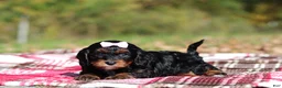 Cavapoo dogs for sale: Della - Ad 4