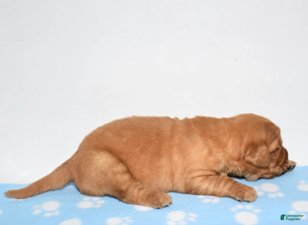 Golden Retriever dogs for sale: Aspy - Ad 5