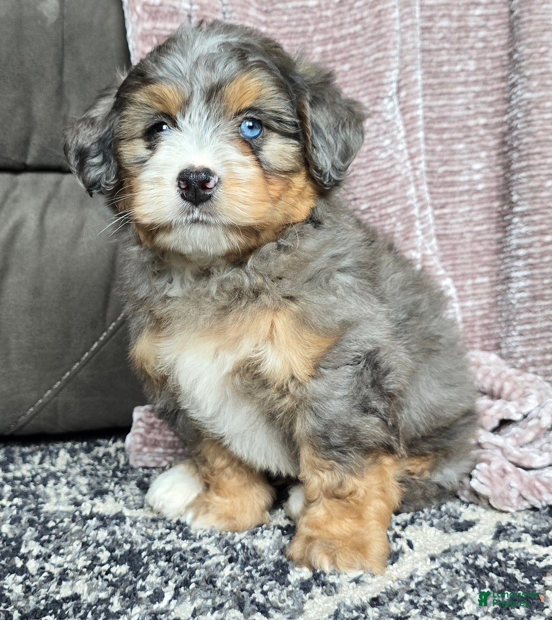 Mini Bernedoodle dogs for sale: Mini Watts - Ad 26
