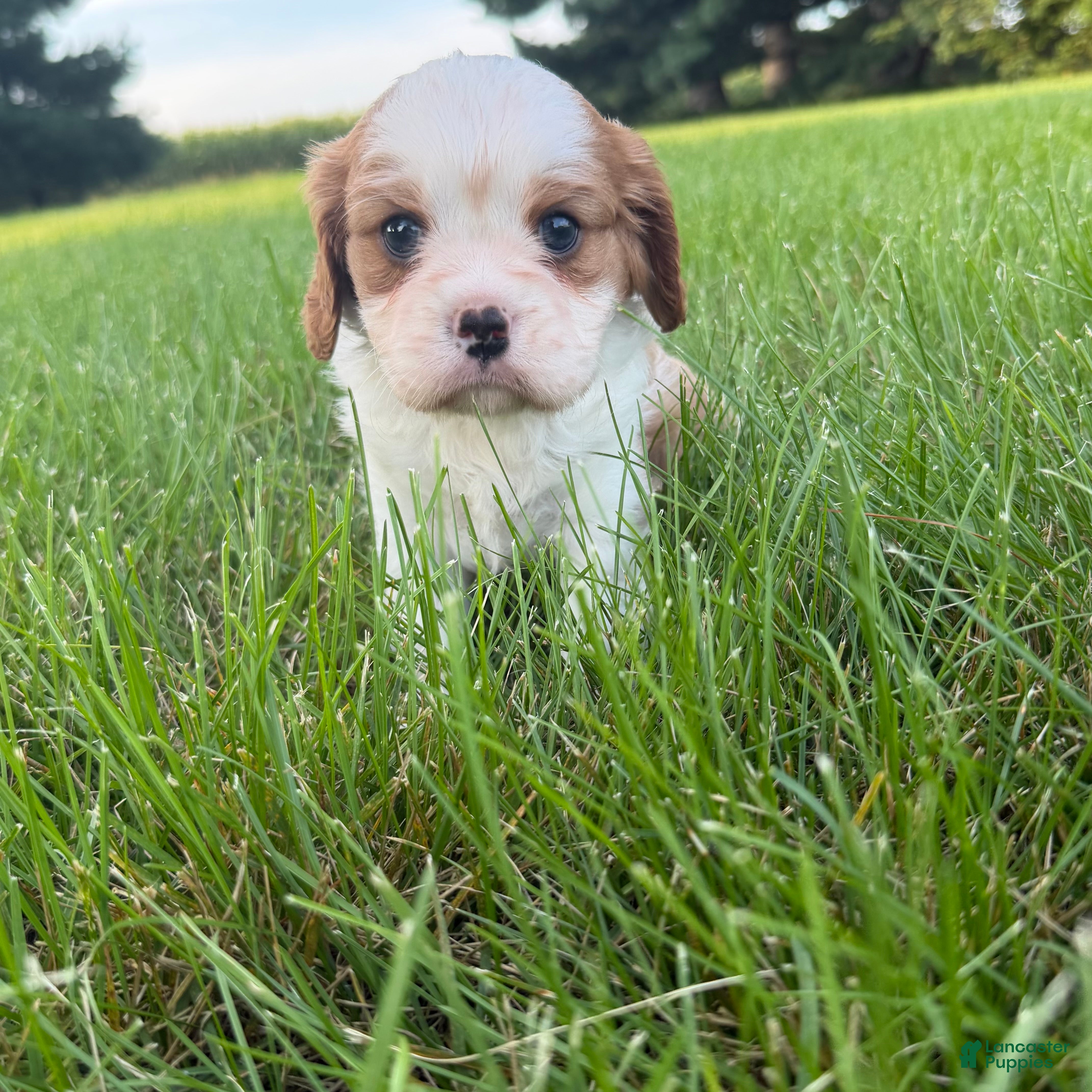 Cavalier King Charles Spaniel dogs Christopher Cavalier King Charles Spaniel  - Ad 2
