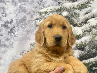 Golden Retriever dogs - Ad 6