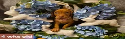 Vizsla dogs for sale: Pink Collar - Ad 1