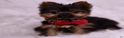 Yorkshire Terrier dogs for sale: Teacup Roku - Ad 4