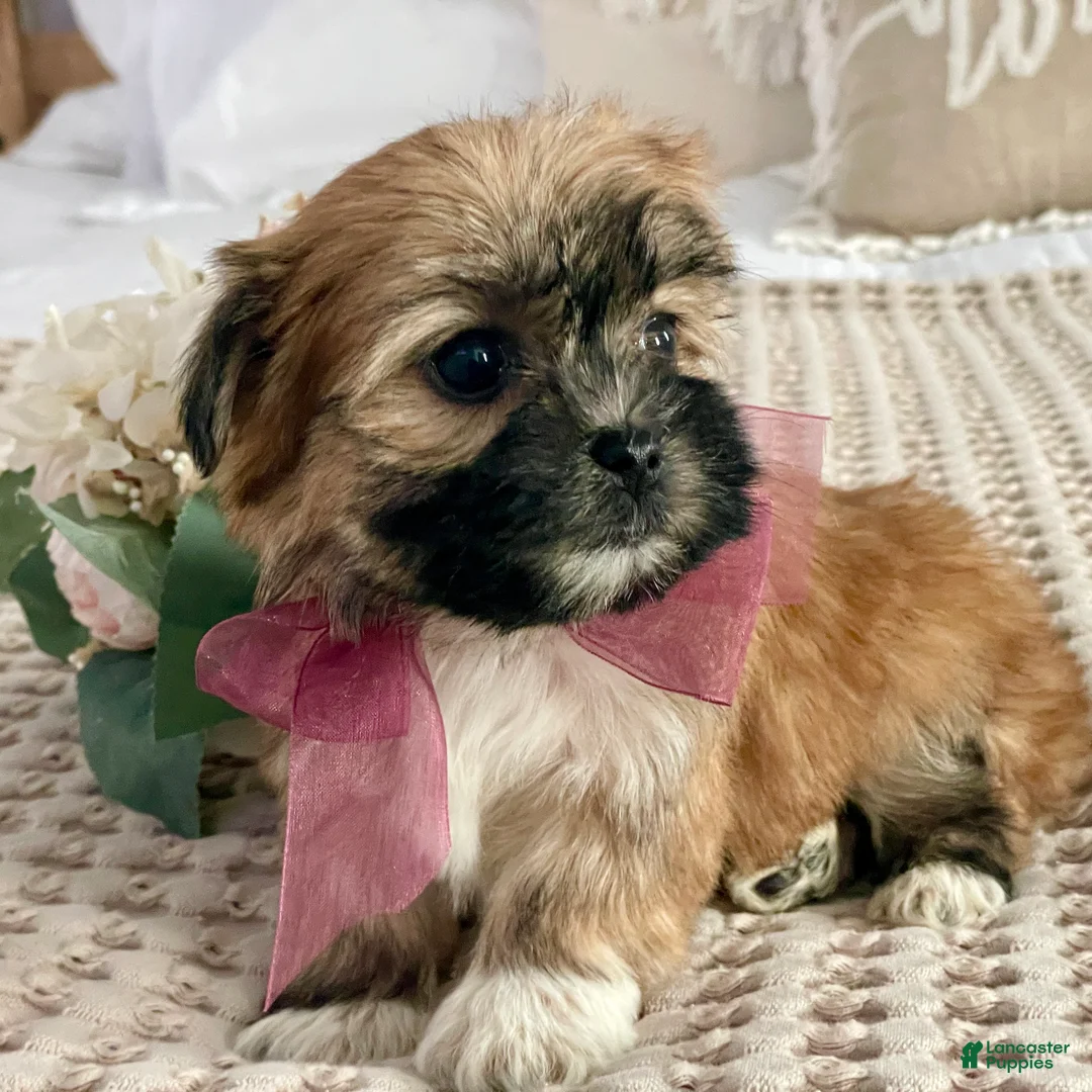 Morkie dogs for sale: Nutella - Ad 1