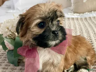 Morkie dogs Nutella - Ad 3