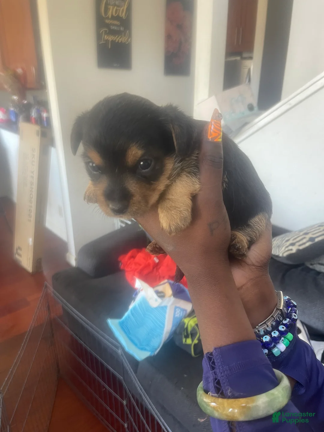 Dorkie dogs for sale: Goldie - Ad 2