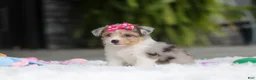 Mixed Breed dogs for sale: Millie - Ad 5