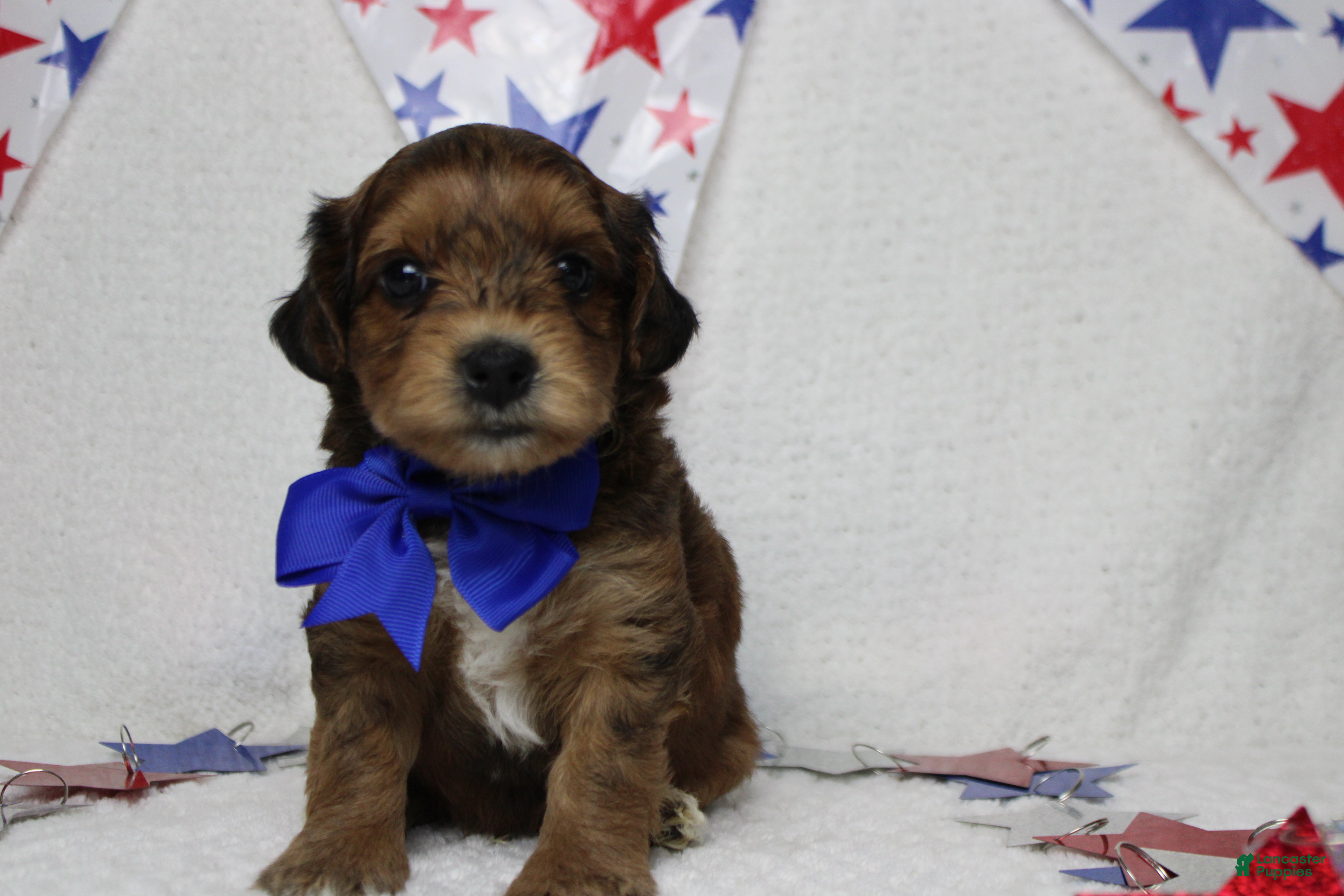 Yorkiepoo dogs Boris  - Ad 1