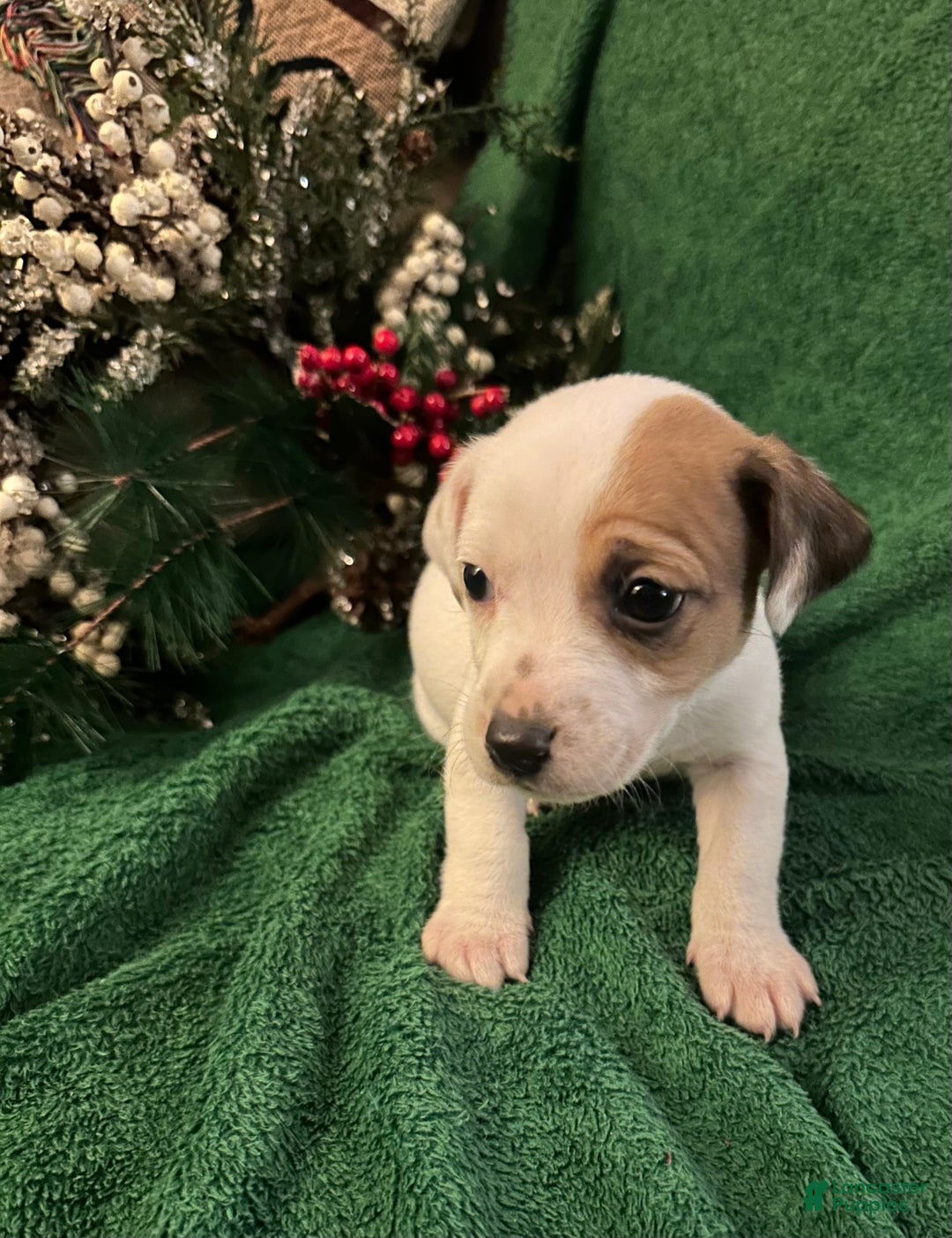 Jack Russell Terrier dogs for sale: Rocky - Ad 1