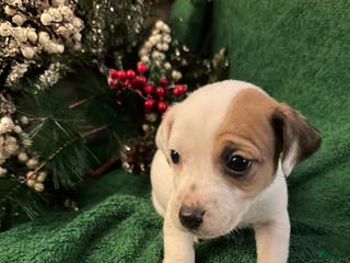 Jack Russell Terrier dogs Rocky - Ad 36