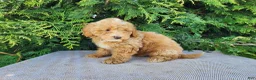 Mini Bernedoodle dogs for sale: Spencer - Ad 11