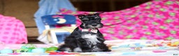 Miniature Schnauzer dogs for sale: Piper - Ad 5