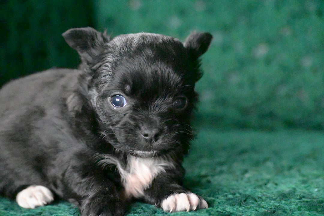 Chihuahua dogs for sale: Cooper - Ad 2