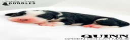 Bernedoodle dogs for sale: Quinn - Ad 1