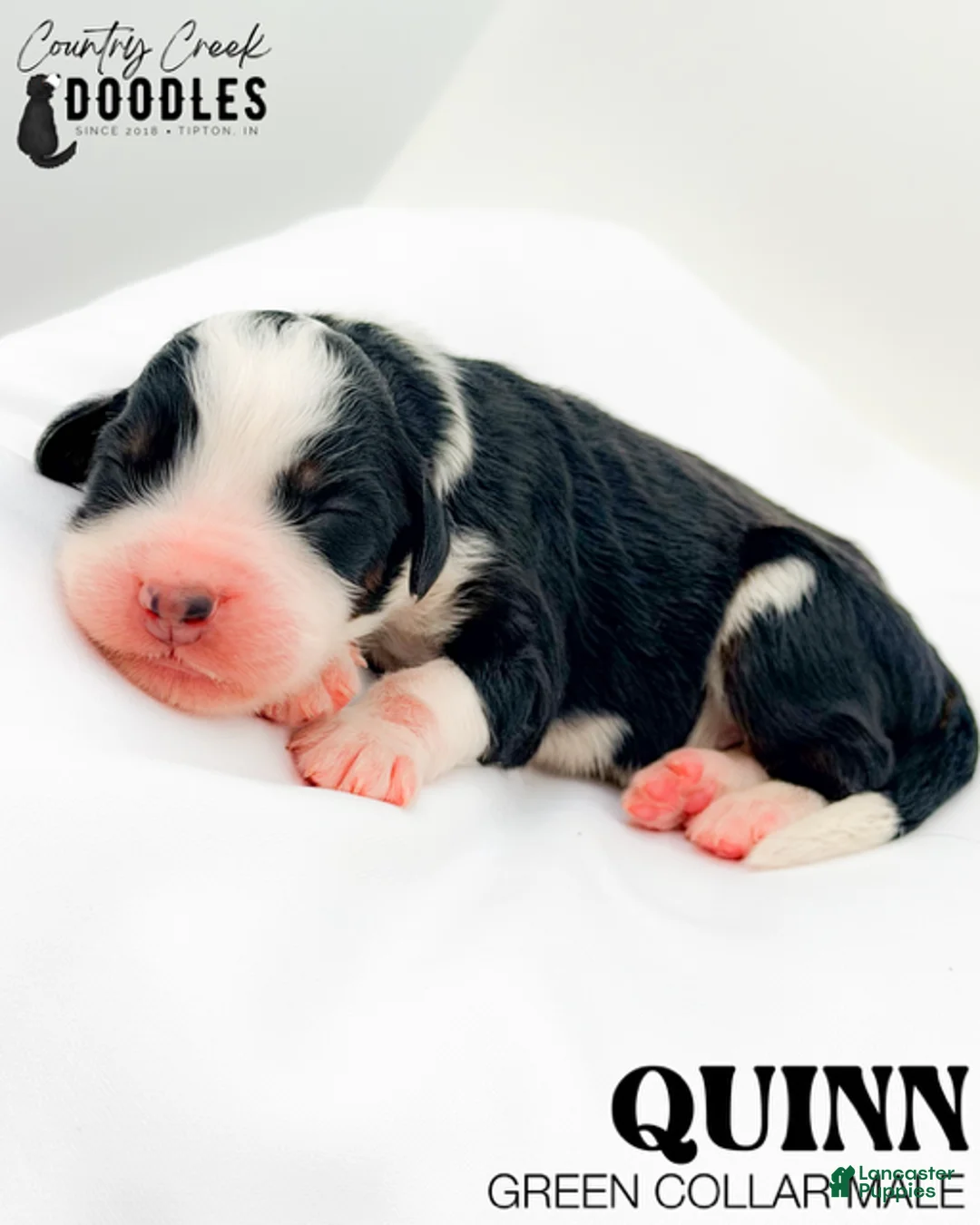 Bernedoodle dogs for sale: Quinn - Ad 1