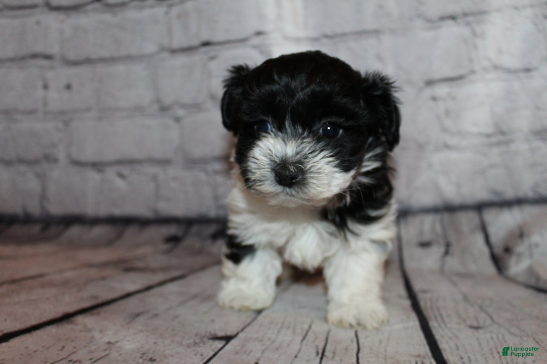 Morkie dogs for sale: Eve - Ad 4