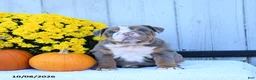 English Bulldog dogs for sale: Charlie - Ad 5