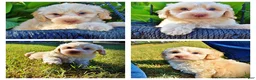 Havapoo dogs for sale: Lemony-Sale!!! - Ad 1