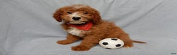Mini Goldendoodle dogs for sale: Charlie - Ad 4