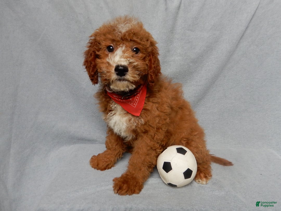Mini Goldendoodle dogs for sale: Charlie - Ad 4