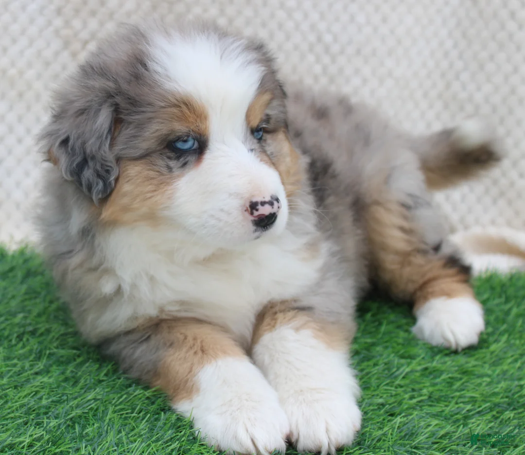 Australian Shepherd dogs for sale: sport - Ad 2
