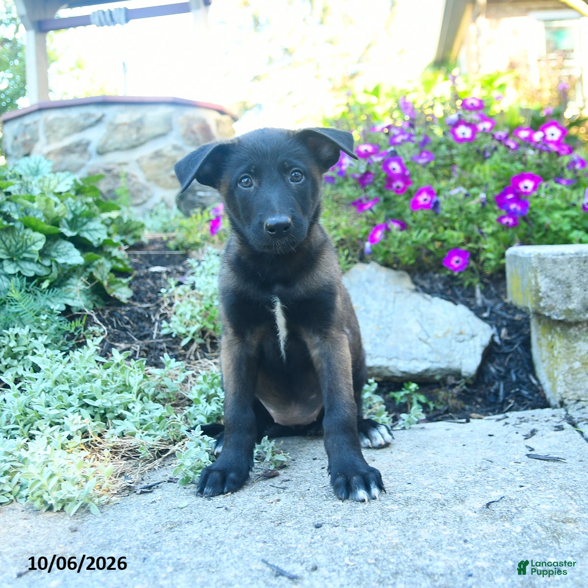 Athena (Belgian Malinois, Female) in Honey Brook, PA