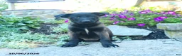 Belgian Malinois dogs for sale: Athena - Ad 1