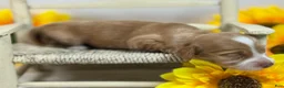 Miniature Dachshund dogs for sale: SILKY  Red/cream girl - Ad 4