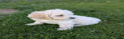 Cockapoo dogs for sale: Alfie - Ad 6