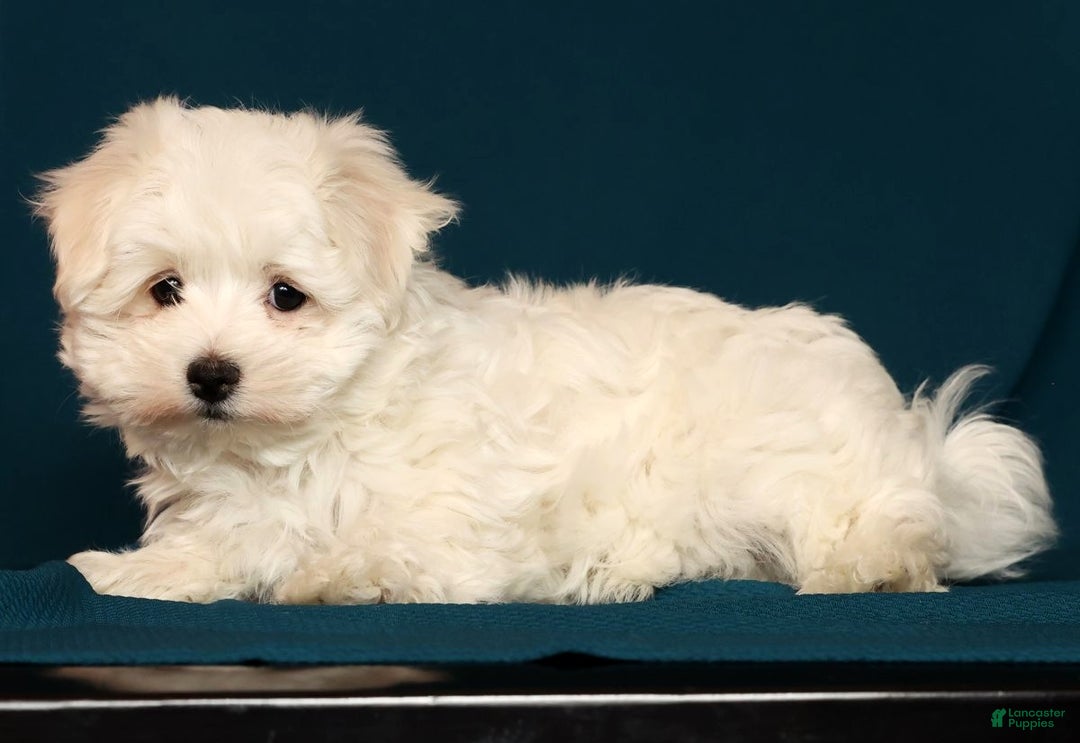 Maltese dogs for sale: Molly - Ad 6