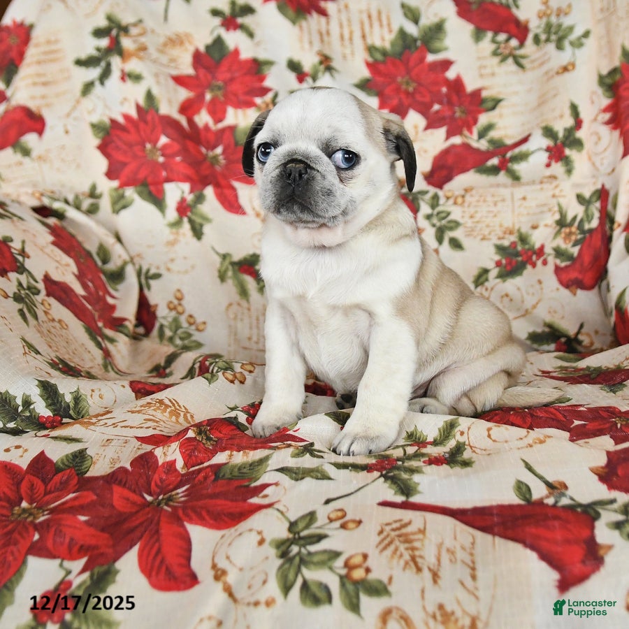 Pug dogs Crystal - Ad 37