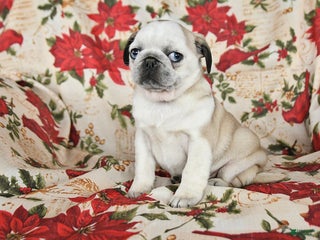 Pug dogs Crystal - Ad 39