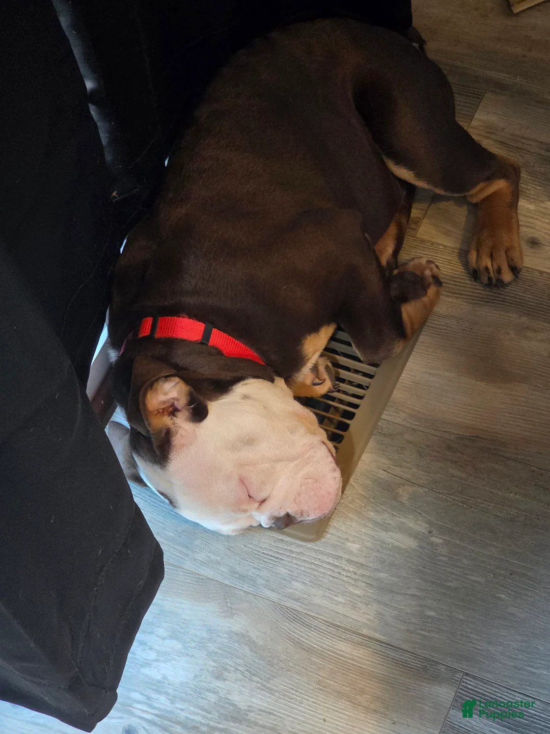 English Bulldog dogs for sale: Rubble  - Ad 10