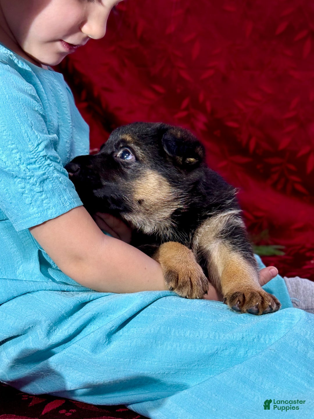 German Shepherd dogs for sale: Reno - Ad 8