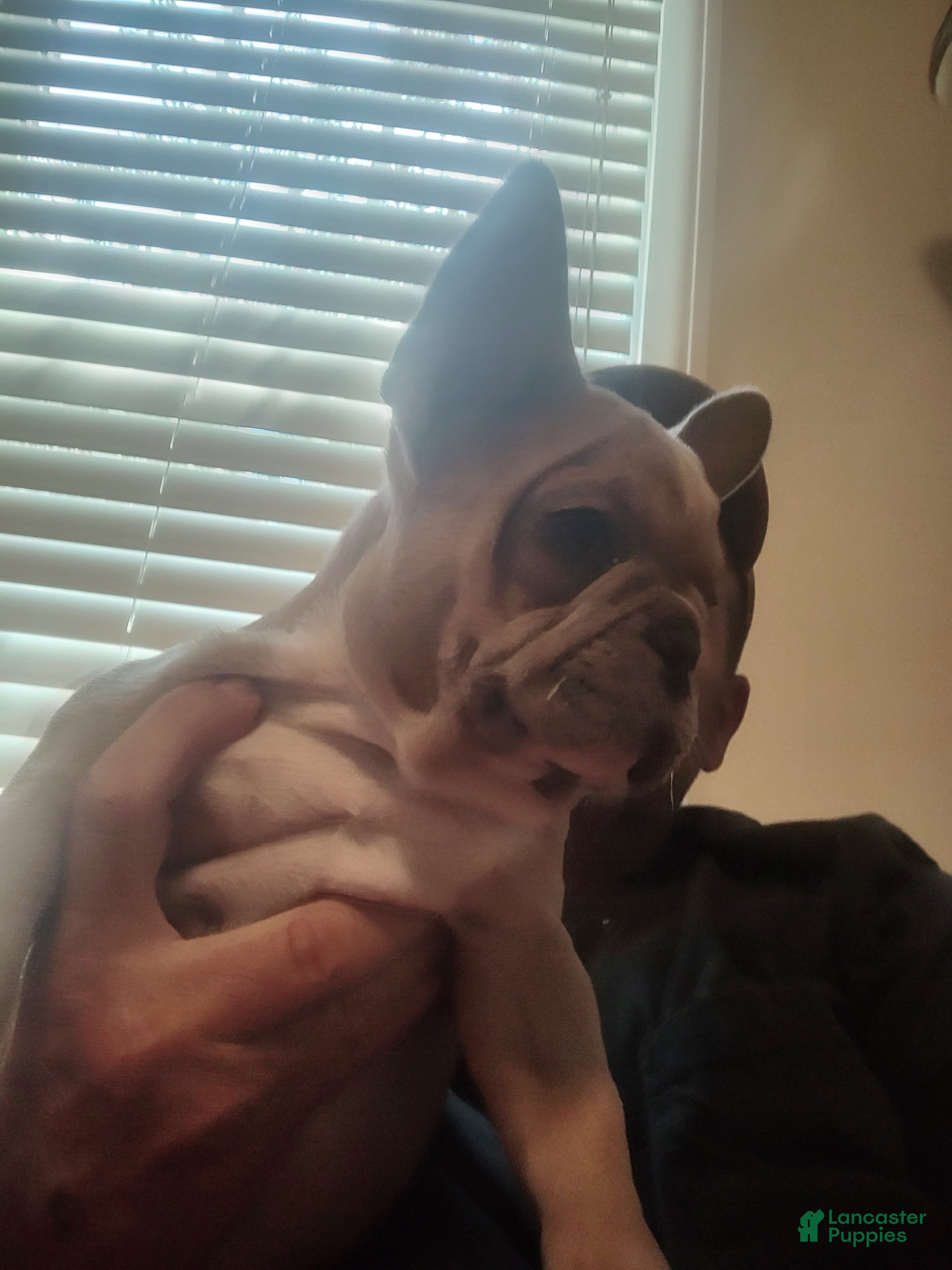 French Bulldog dogs Bryson - Ad 2