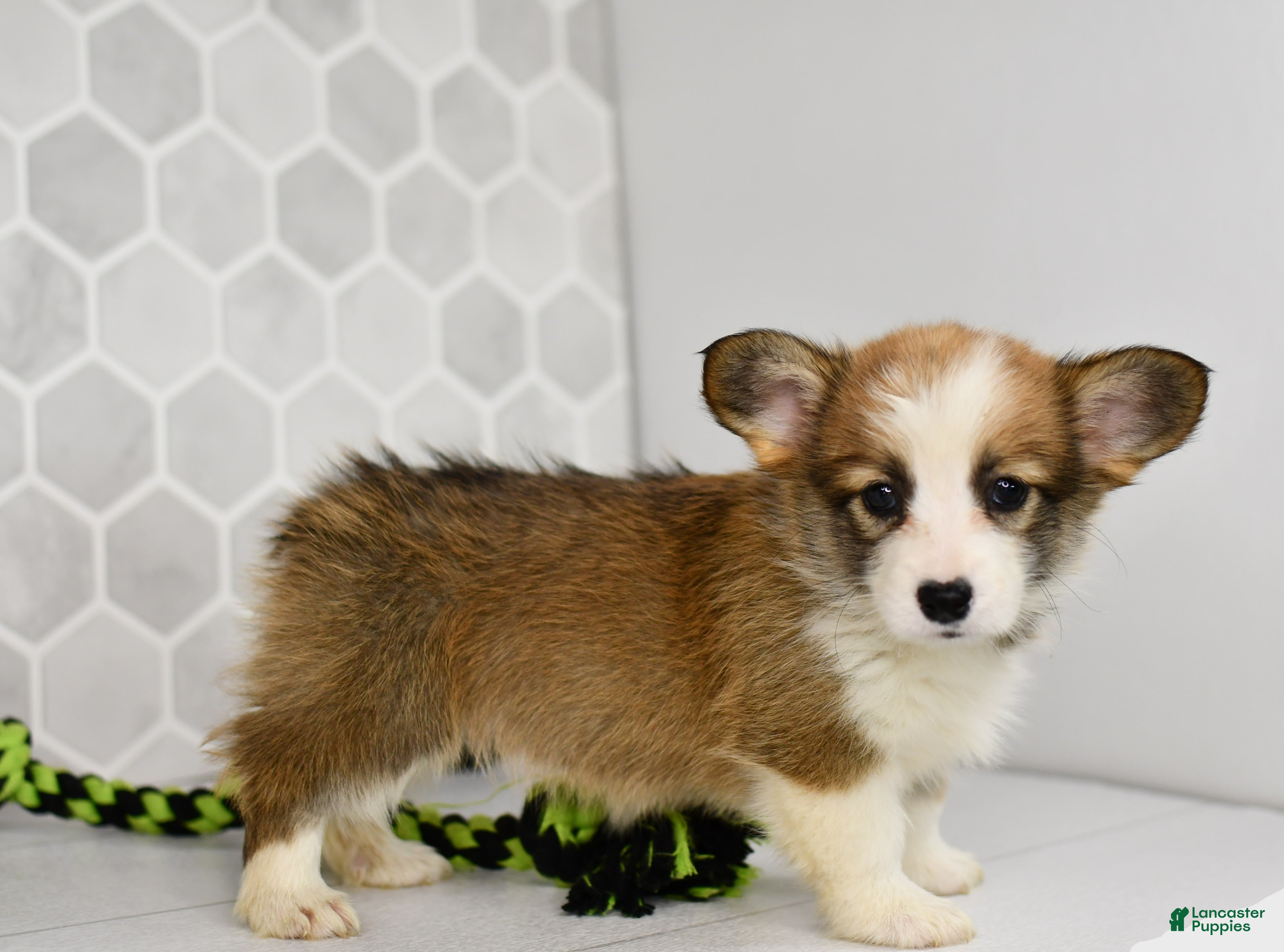 Welsh Corgi Pembroke dogs Iris - Ad 1