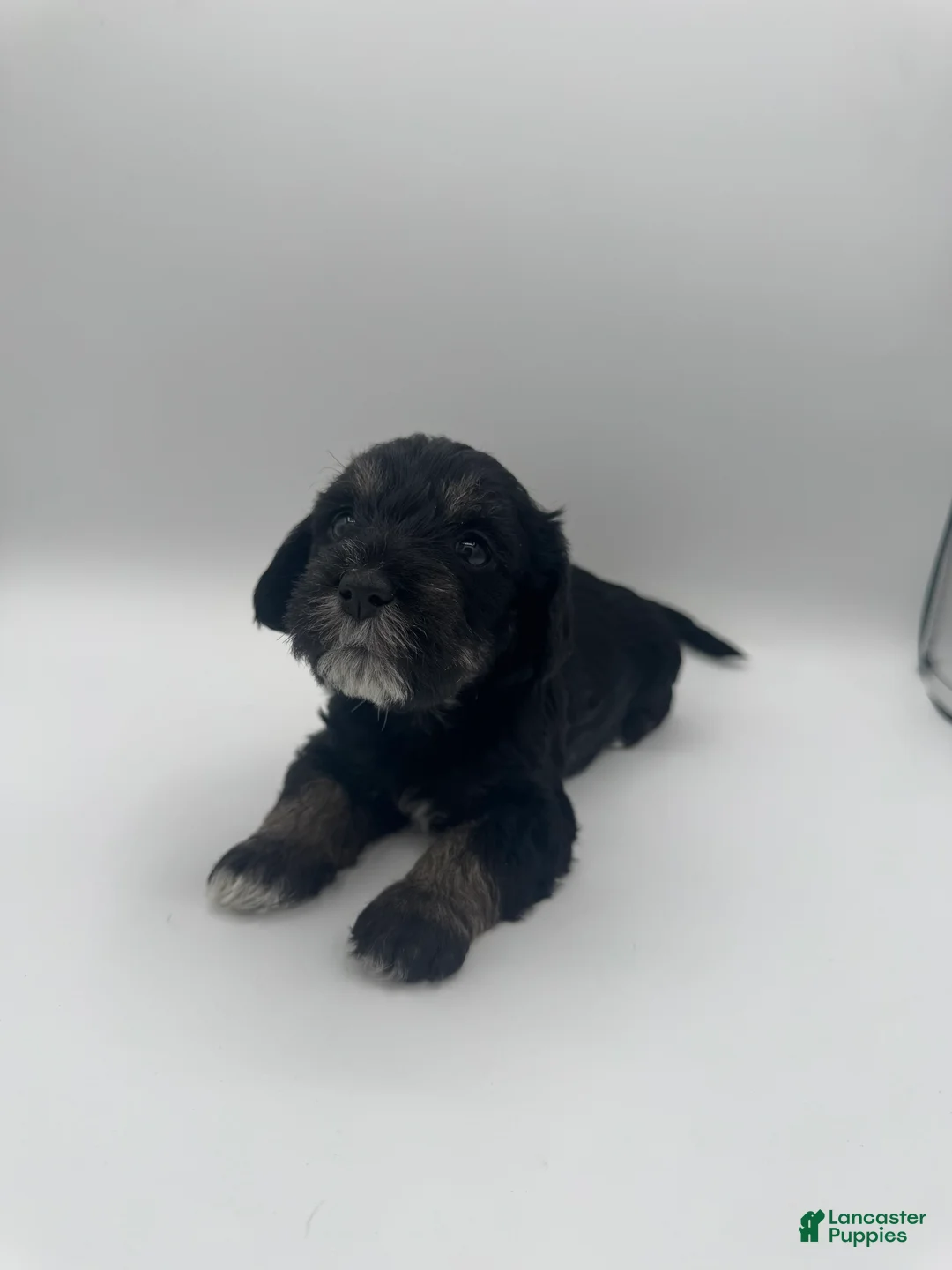 Schnoodle dogs for sale: Schnoodle 4 - Ad 2