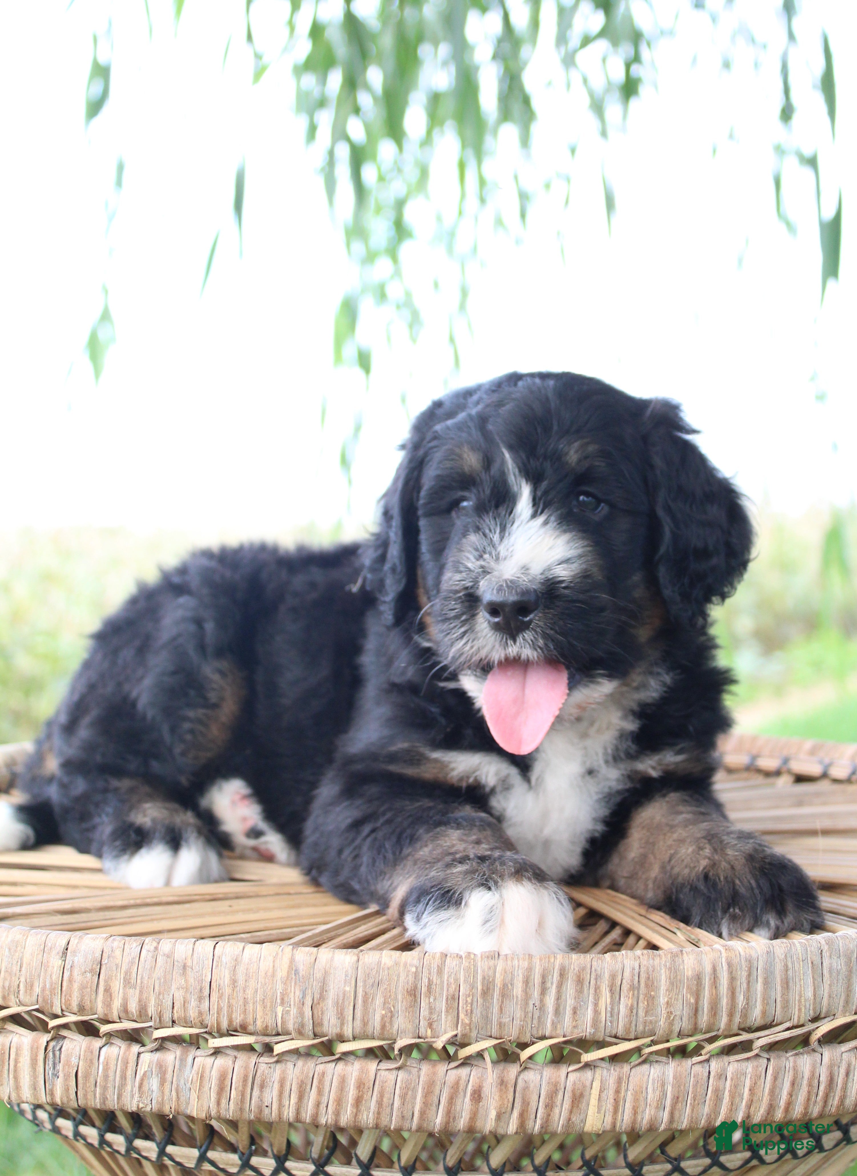 Bernedoodle dogs Hailey - Ad 1