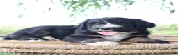 Bernedoodle dogs for sale: Hailey - Ad 1