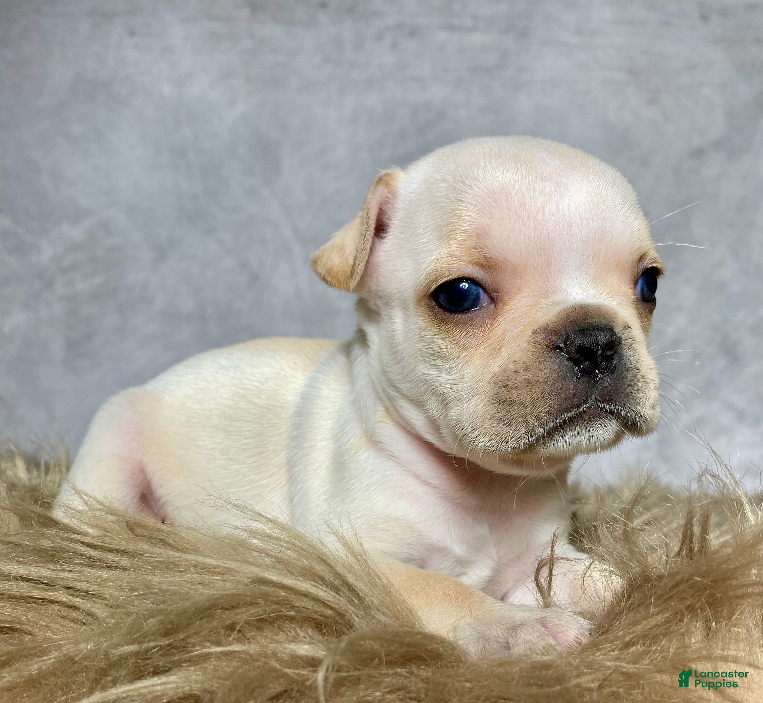 Frenchton dogs Mr. Max  - Ad 2