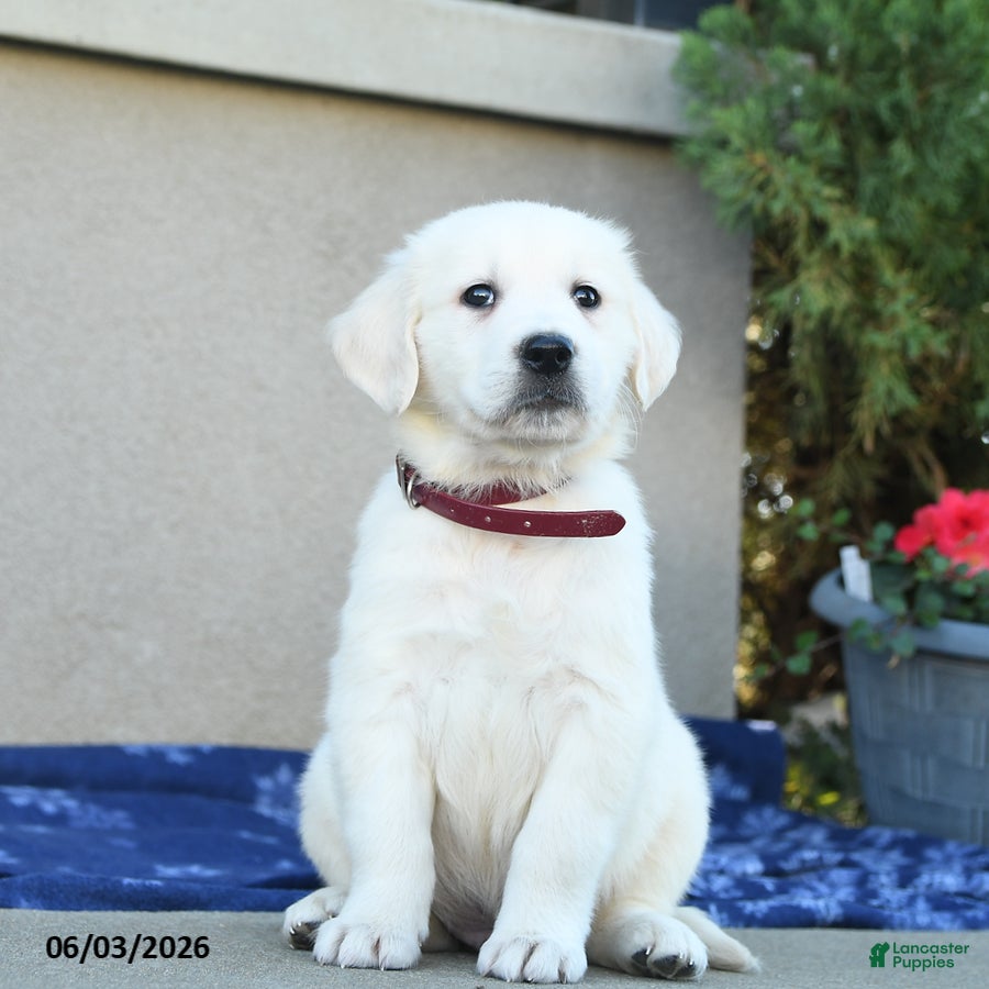 Golden Retriever dogs for sale: Freddy - Ad 4