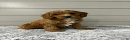 Cavapoo dogs for sale: Nova - Ad 3