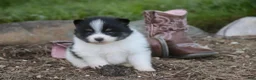 Pomeranian dogs for sale: Persephone Pomeranian  - Ad 4