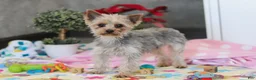 Yorkshire Terrier dogs for sale: Jonah - Ad 8